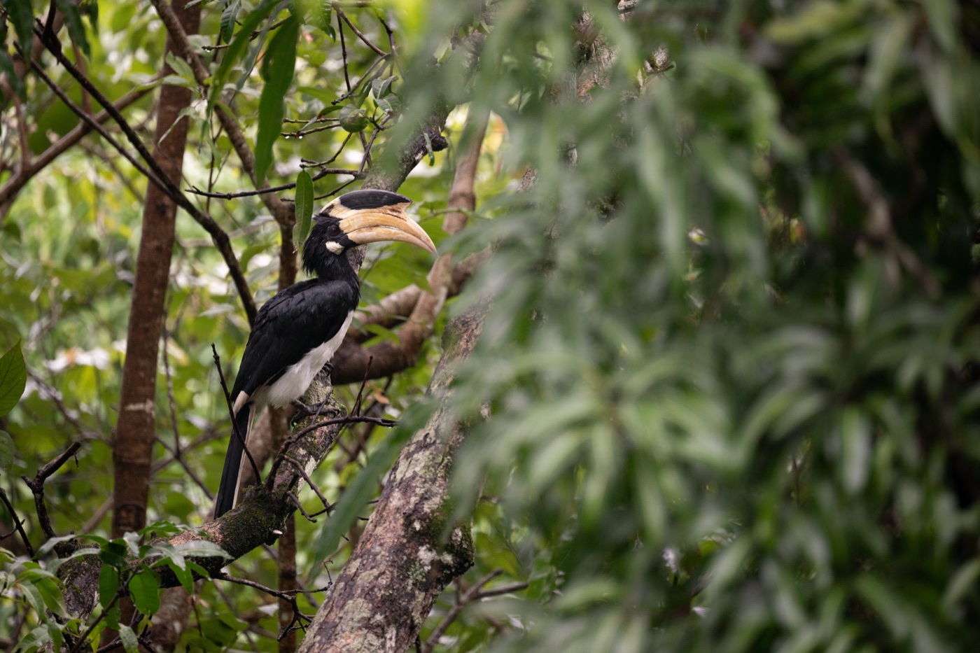 Nature and wildlife at Dandeli
